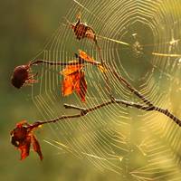 Бабиного літа в Україні не буде: синоптики ошелешили новим прогнозом на жовтень