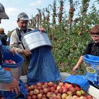 Поляки обурені через яблука з України: що відбувається із цінами