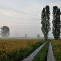 А ви це знали? Чому у СРСР масово садили тополі - були у кожному дворі