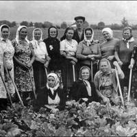 Україна, 1960 рік.. Ось як виглядала ланка (ланкові) на збиранні цукрових буряків. Все робилось вручну…