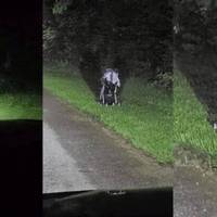 Якщо ви їдете вночі і бачите занедбаний візок на узбіччі дороги, ні в якому разі не виходьте з машини: ось чому
