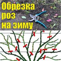 Правильне обрізання троянди на зиму. Встигніть це зробити до холодів