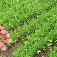 Посійте ці сидерати у листопаді, щоб очистити ґрунт від бур’янів