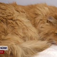 Шокуючі деталі порятунку кота: у ТЦК відмовились віддати ключі, а сусіди кажуть, що мобілізований майже не бачить