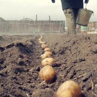 Чи можна садити картоплю до дев’яти днів після смертl родича: пояснює священник