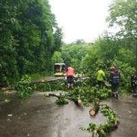 У Львові під час потужної грози попадали дерева, пошкоджена електромережа