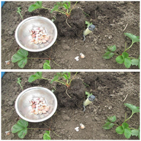 Посадка озимого часнику у полуницю і чим це вигідно. Ділюсь досвідом