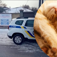 На Київщині 18-річна дівчина силоміць кинула кошеня об стіну: реакція поліції