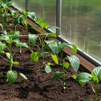 Що треба сіяти у березні: сприятливі дні за місячним календарем 2026 року