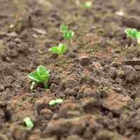 Що сіяти одразу після танення снігу: 7 стійких до холоду культур