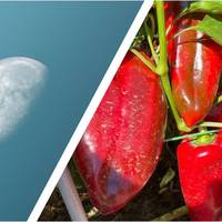 Місячний посівний календар 2026 року: найвдаліші дні для висаджування перцю за фазами