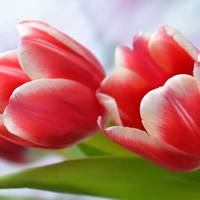 8 березня відміняється, натомість буде інший святковий день