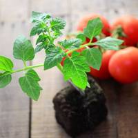 Які сорти помідорів сіятив березні, щоб зібрати урожай у травні