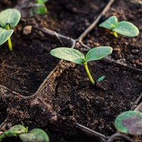 Посадка огірків на розсаду: коли і як сіяти, щоб був гарний врожай