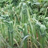 Навіщо досвідчені дачники зав'язують листя часнику у вузли